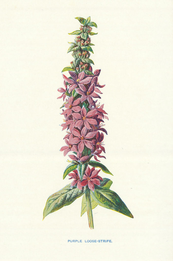 Purple Loose-Strife. Wild Flowers by Frederick Edward Hulme c1895 old print